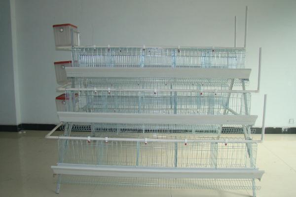 Introduction of species of cultured chicken cages