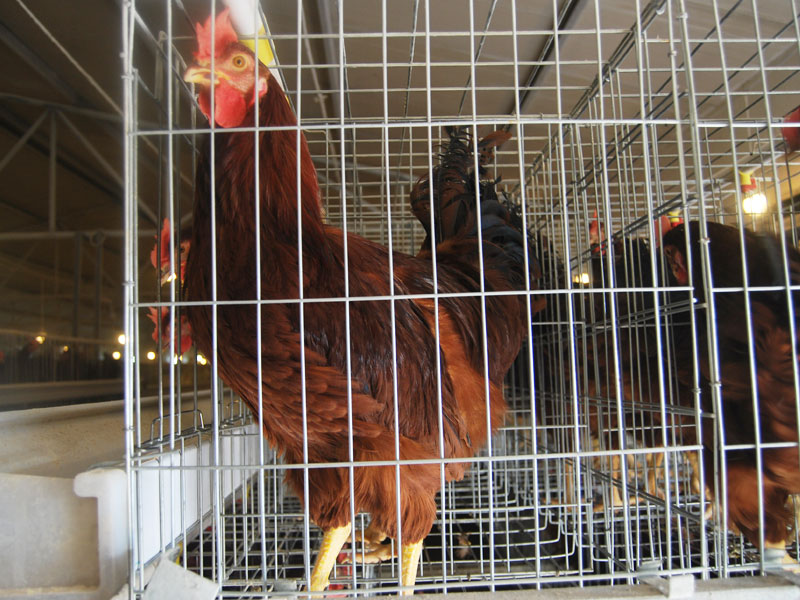 Different types of chicken cages