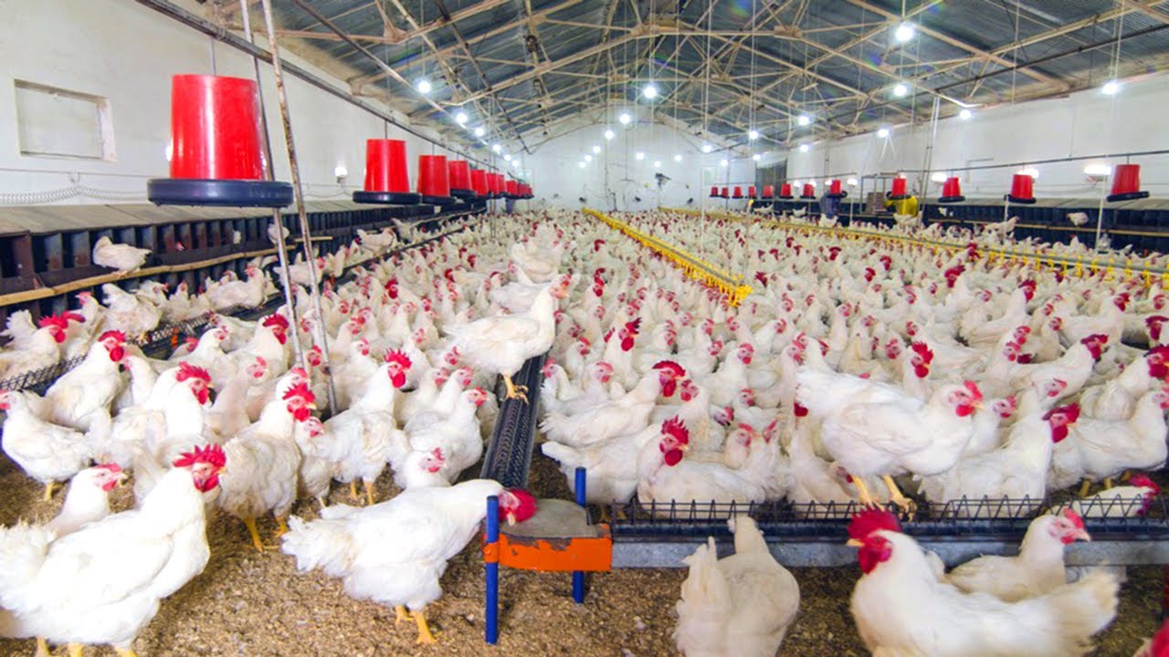 Maintenance methods for chicken farm feeders