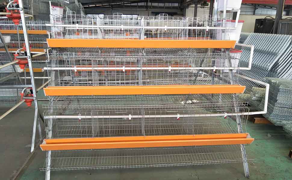 layer chicken cage management