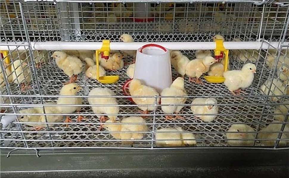 How to clean the chicken cage poultry equipment.