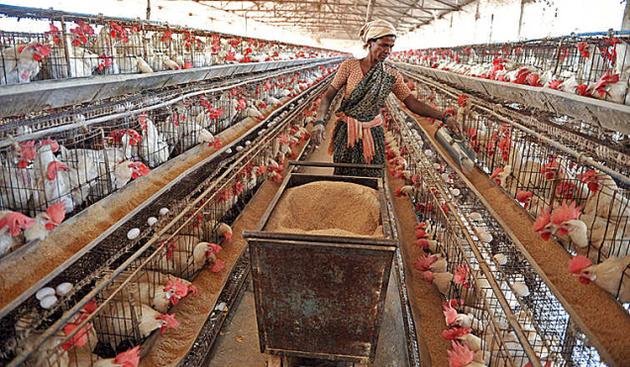 The effect of energy and protein in chicken cages