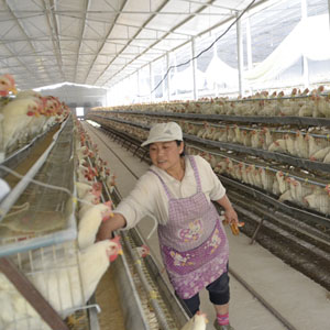 Broiler cage chicken feed mixing method