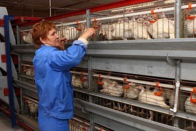 Preparation for broiler cages