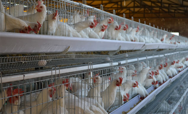 Selection and delivery of chicken cages in chicken cages