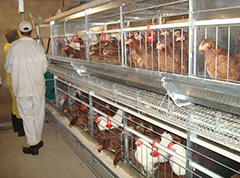 How to prevent chickens in chicken cage equipment