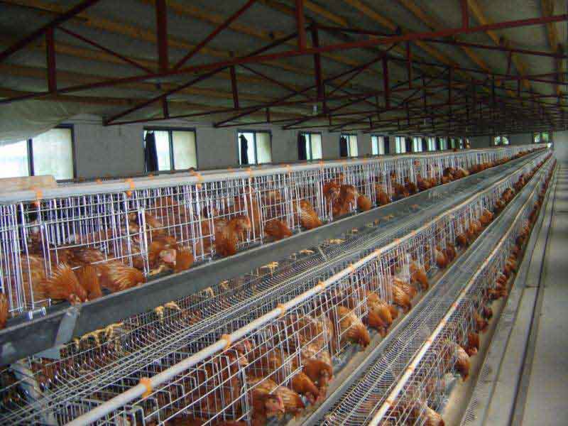 advantages of using broiler cages for breeding