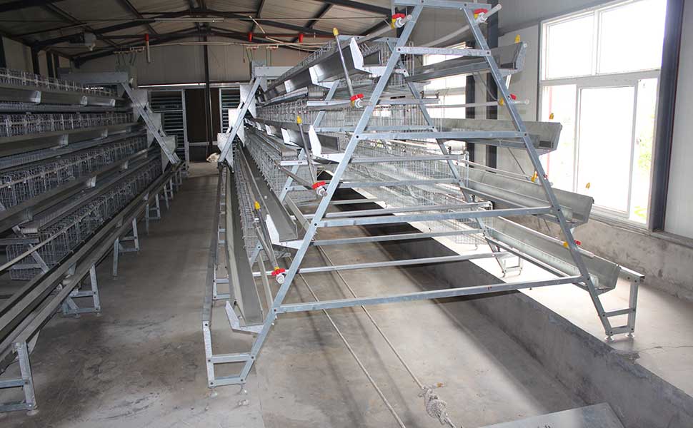 Laying hen cage manufacturers explain the advantages of four-door hen cages