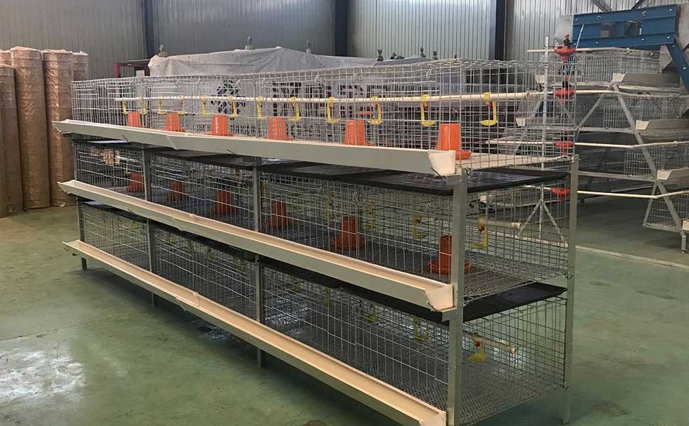 Broiler cage quality is a key factor in economic efficiency