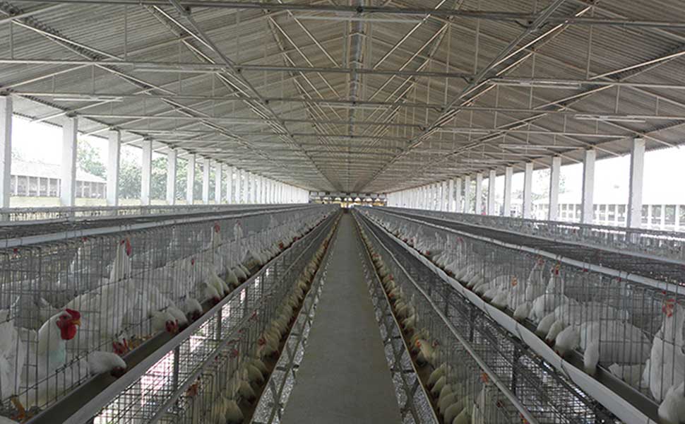 Precautions when using wire chicken cage