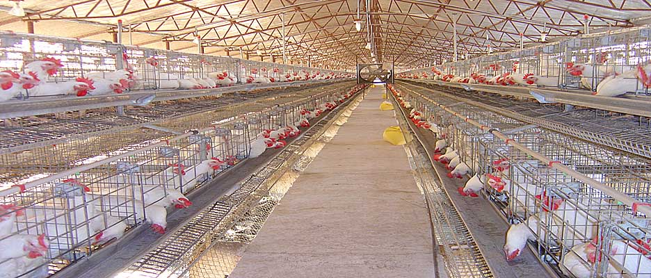 For the care and maintenance of chicken cages