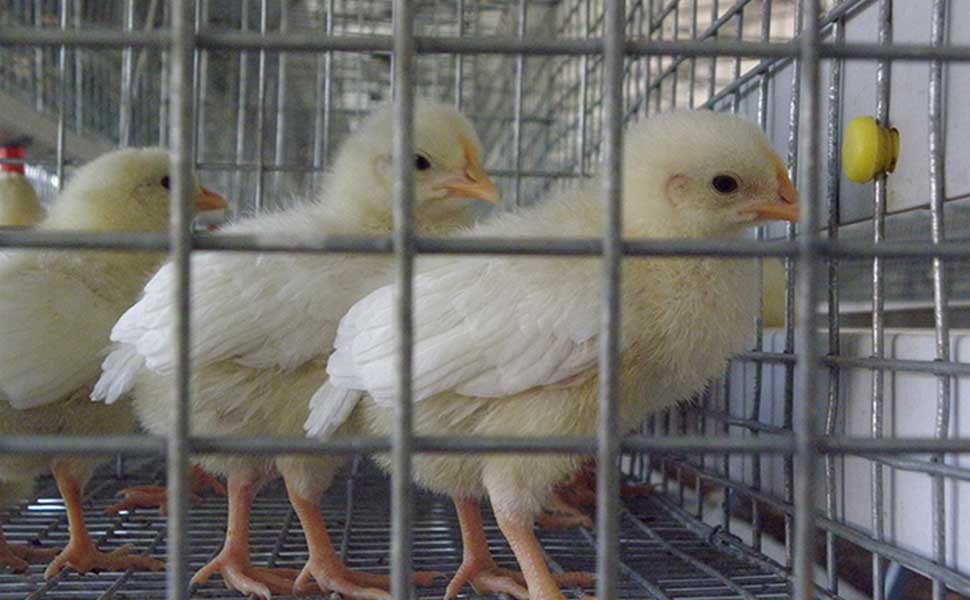 Broiler cage broiler breeding trends