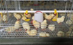 How to do disinfection and temperature control in broiler cages