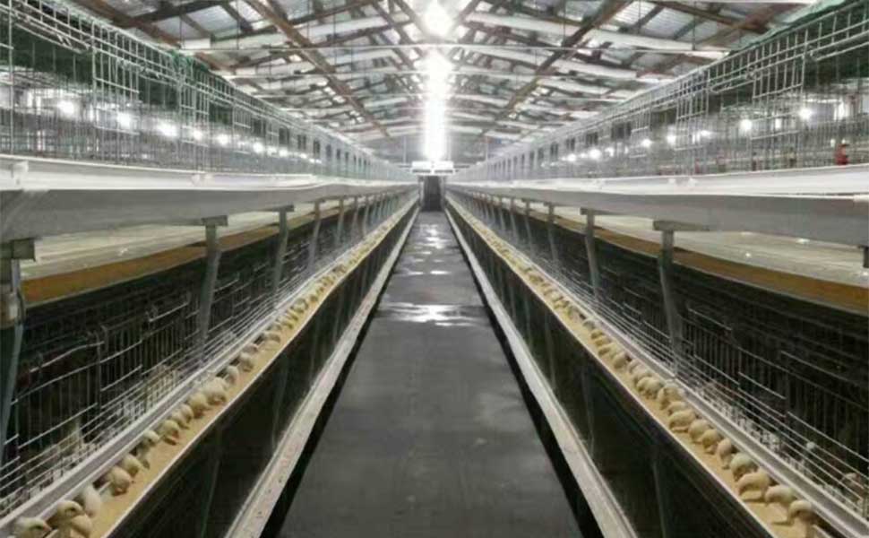 Chicken cage chicken breeding prevents stress