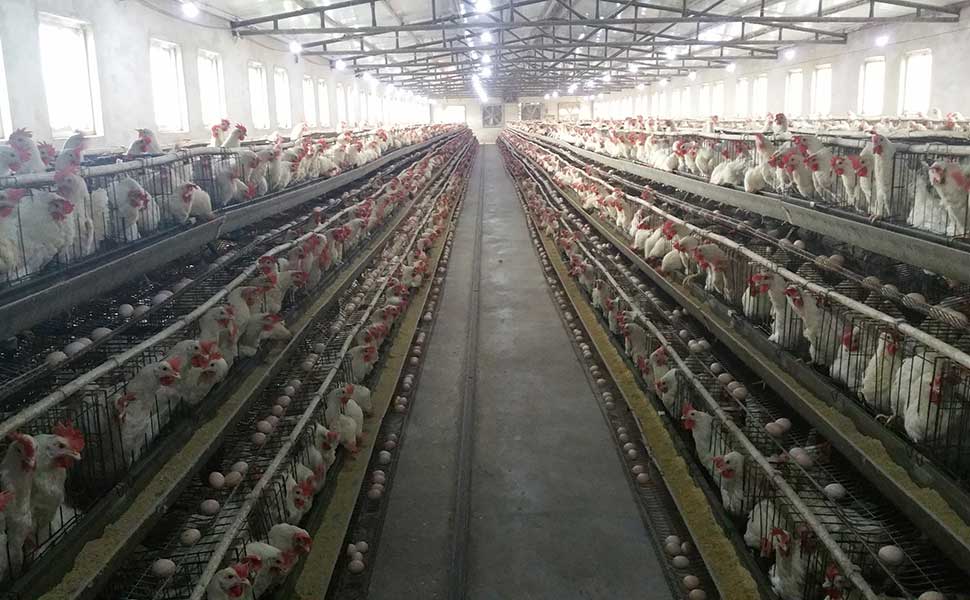 Laying hen cage manufacturers talk about laying eggs