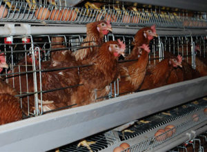 Poultry Cages for Sale in Battery Equipment Manufacturers